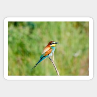 European bee-eater (Merops apiaster) Sticker